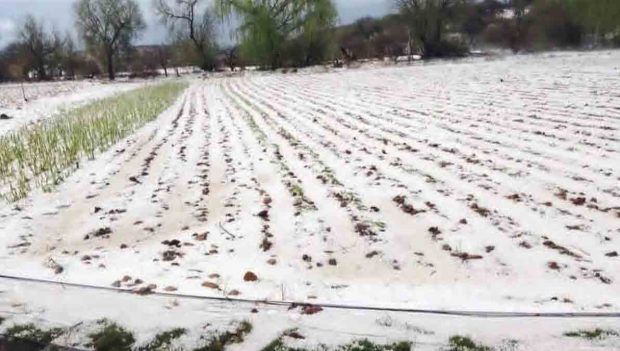 cultivos afectados por la granizada