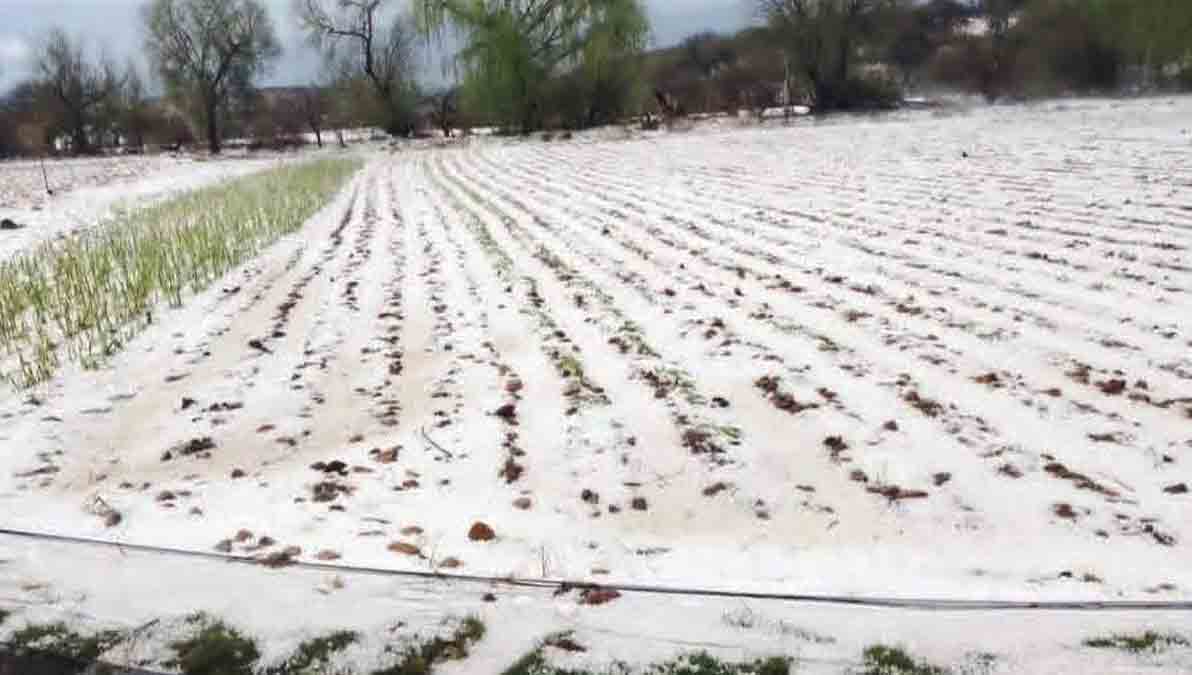 cultivos afectados por la granizada