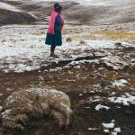 animales mueren por nevada en Bolivia