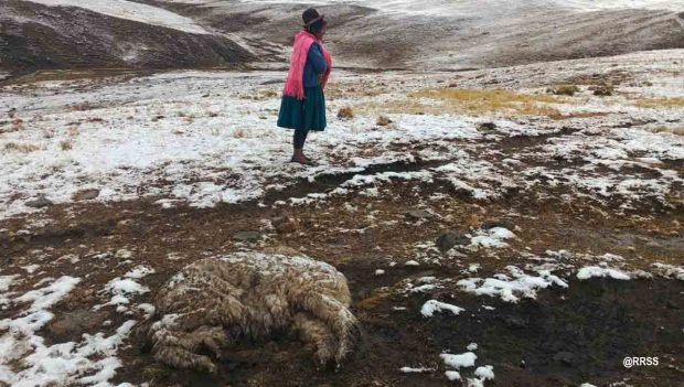 animales mueren por nevada en Bolivia