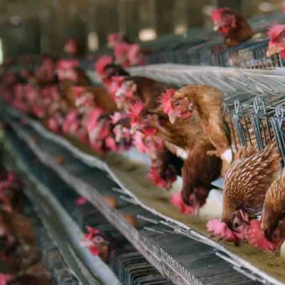pollos se alimentan en una granja