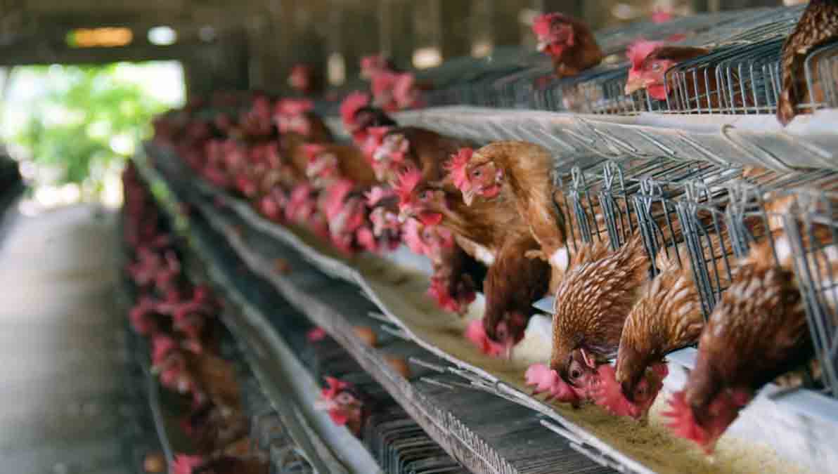 pollos se alimentan en una granja