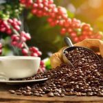 cultivos de café bate récord en Colombia