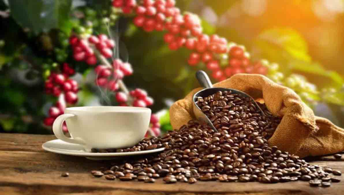 cultivos de café bate récord en Colombia