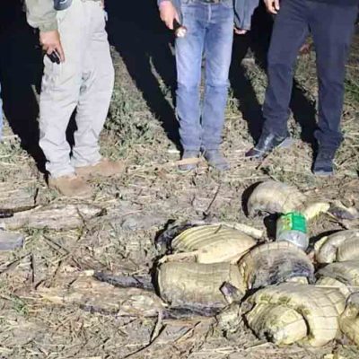 Hallan 41 caimanes sin piel en Beni