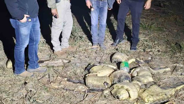 Hallan 41 caimanes sin piel en Beni