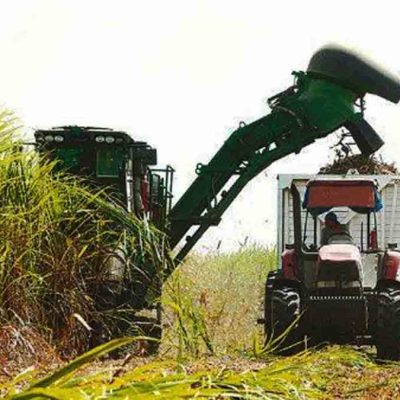 cosecha de caña de azúcar en Santa Cruz