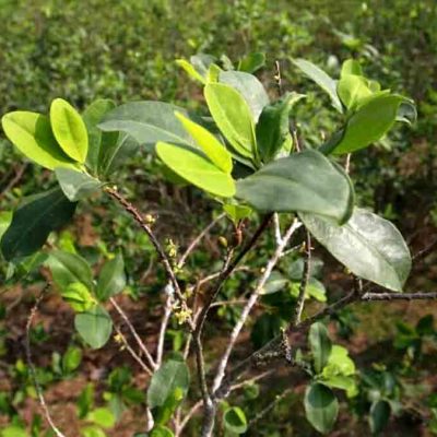 la hoja de coca en su estado natural