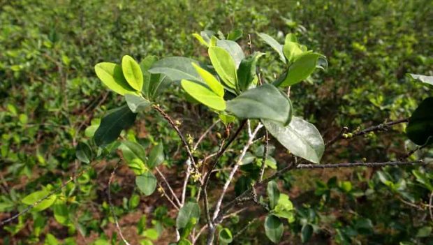 la hoja de coca en su estado natural