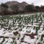 granizada en Potosí afecta cultivos agrícolas