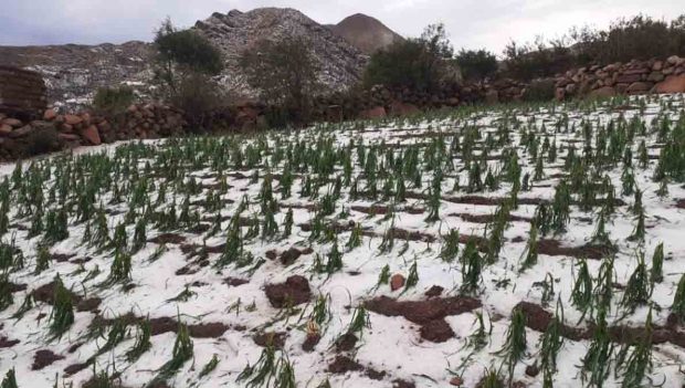 granizada en Potosí afecta cultivos agrícolas