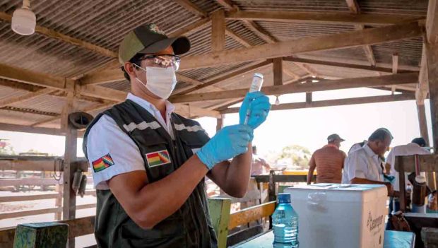 vacunación masiva de ganado contra la brucelosis