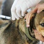 Campaña Nacional de Vacunación antirrábica en Bolivia