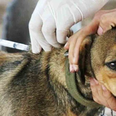 Campaña Nacional de Vacunación antirrábica en Bolivia