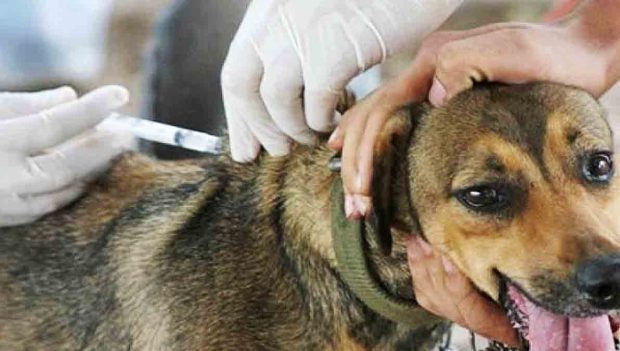 Campaña Nacional de Vacunación antirrábica en Bolivia