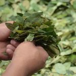 hoja de coca en Bolivia