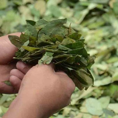 hoja de coca en Bolivia
