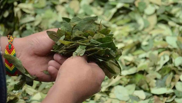 hoja de coca en Bolivia