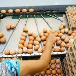 selección de huevos para ser exportados