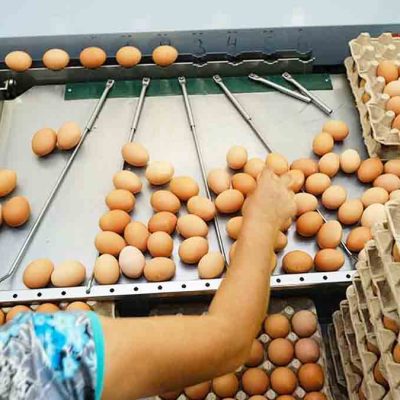 selección de huevos para ser exportados