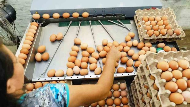 selección de huevos para ser exportados