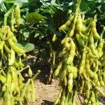 sembradío de soya en Santa Cruz