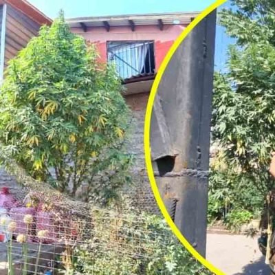 árbol de navidad de marihuana