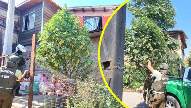 árbol de navidad de marihuana