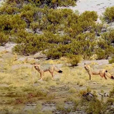 Hallan carnívoros en el cerro San Pedro