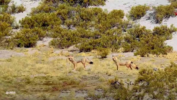 Hallan carnívoros en el cerro San Pedro