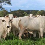 ganado vacuno en Beni