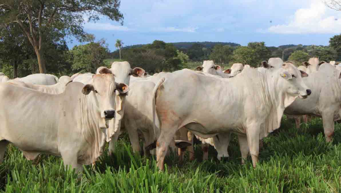 ganado vacuno en Beni