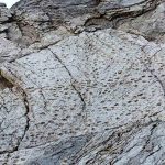 Fotógrafo halla huellas de dinosaurios