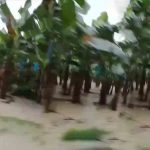 plantaciones de banano inundados en Puerto Villarroel