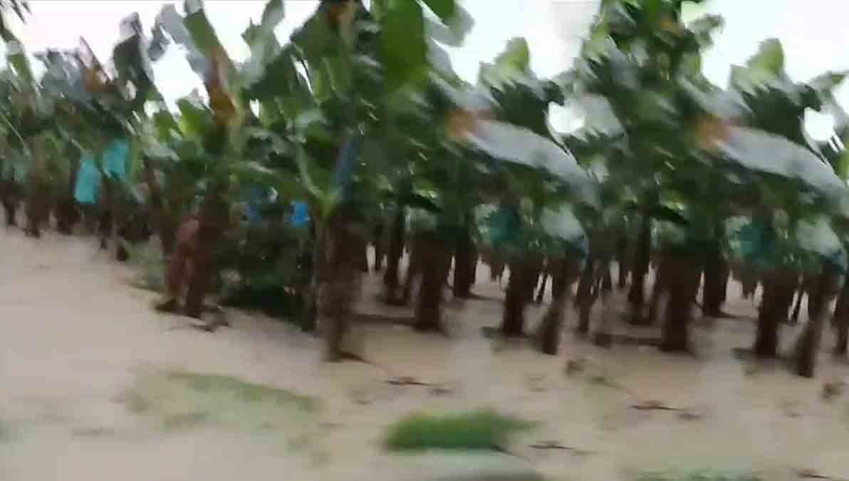 plantaciones de banano inundados en Puerto Villarroel