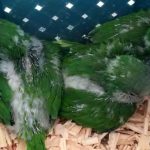 Loritos rescatados en Santa Cruz