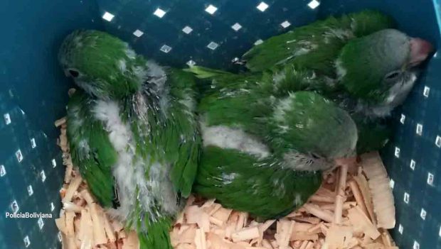 Loritos rescatados en Santa Cruz