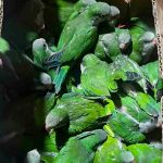 rescatan loros y tucanes