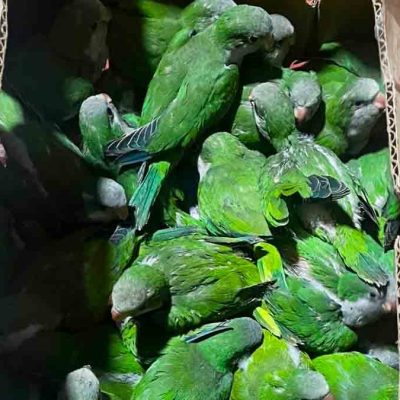 rescatan loros y tucanes
