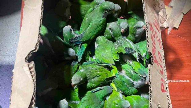 rescatan loros y tucanes
