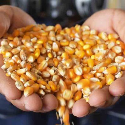 maíz subvencionado por el Estado