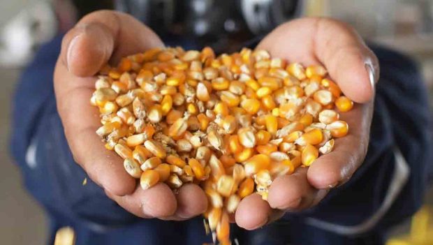 maíz subvencionado por el Estado