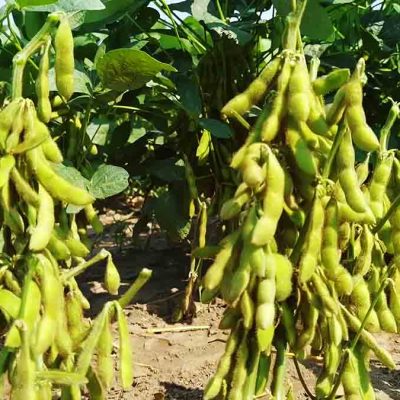 cultivos de soya en Santa Cruz