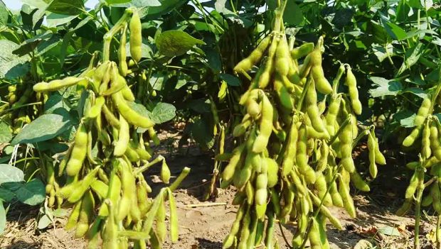 cultivos de soya en Santa Cruz