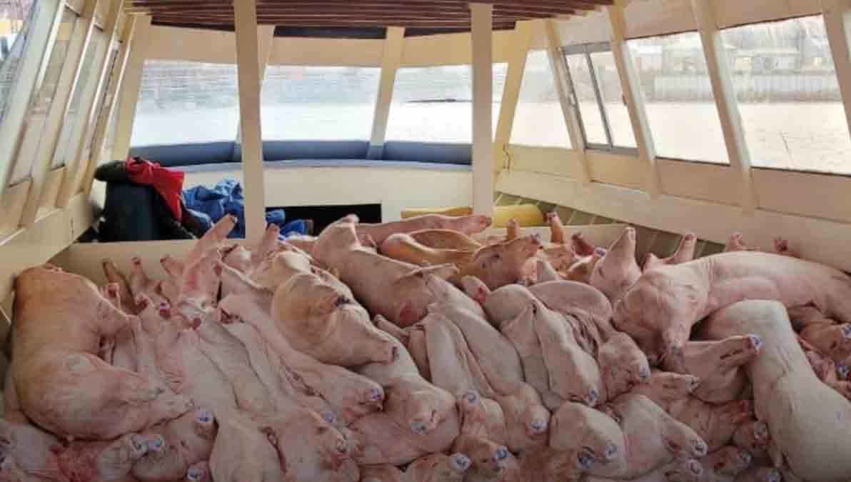los cerdos faeneados en una de las lanchas incautadas