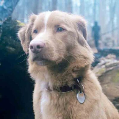 Indy de good boy gana premio