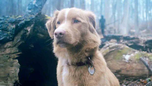 Indy de good boy gana premio