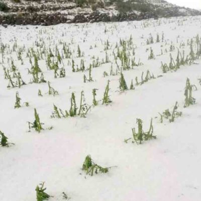 granizada en Potosí afecta cultivos