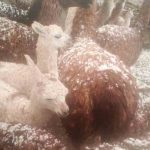 granizo en Tapacarí