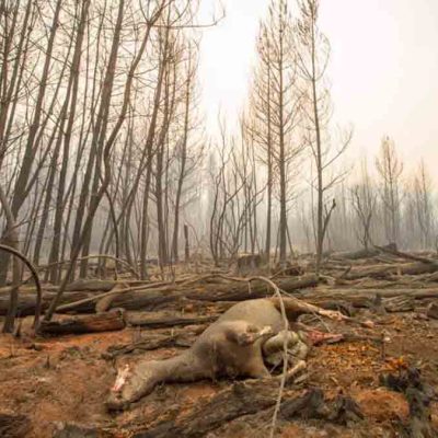incendio en la Patagonia
